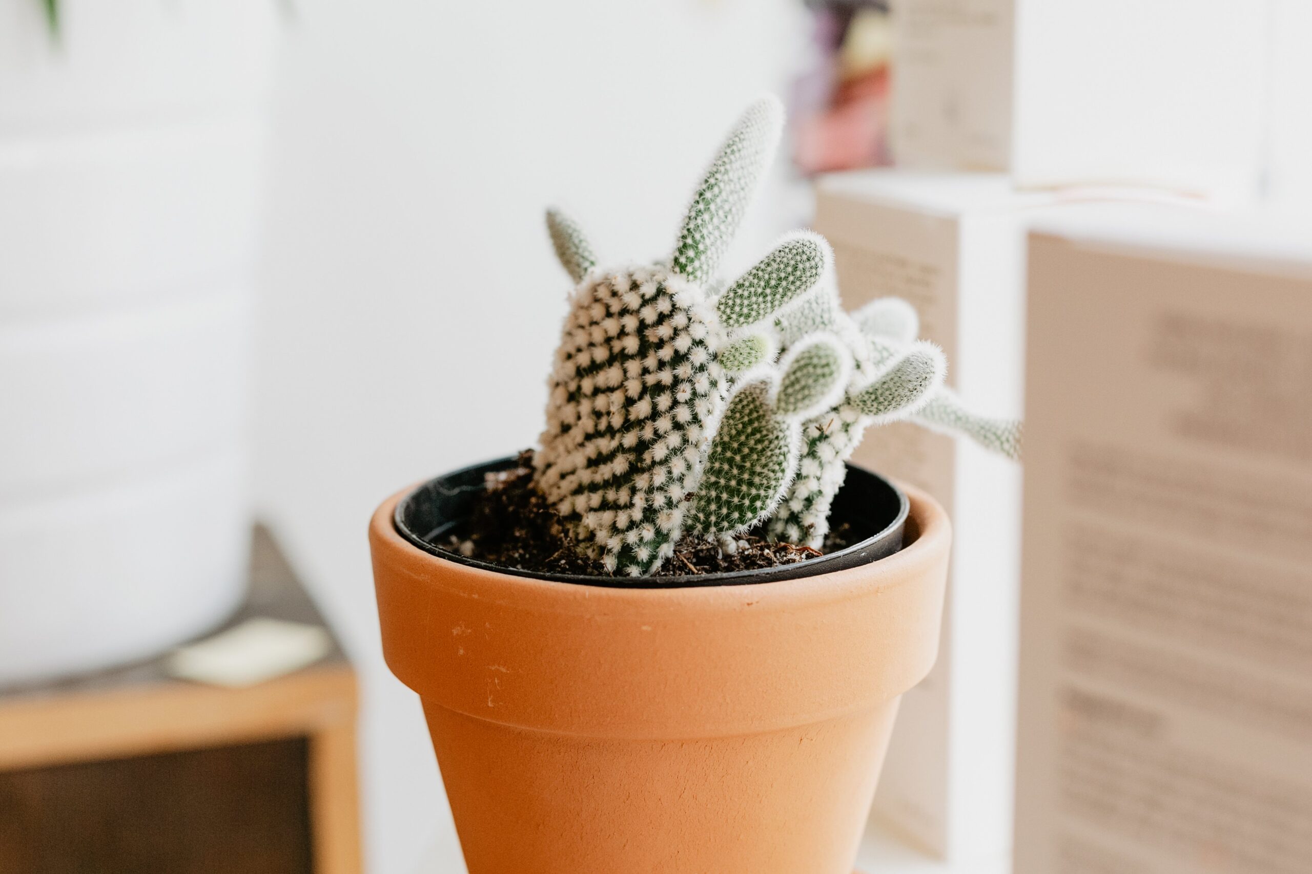 Ideal for beginners, cacti need minimal watering