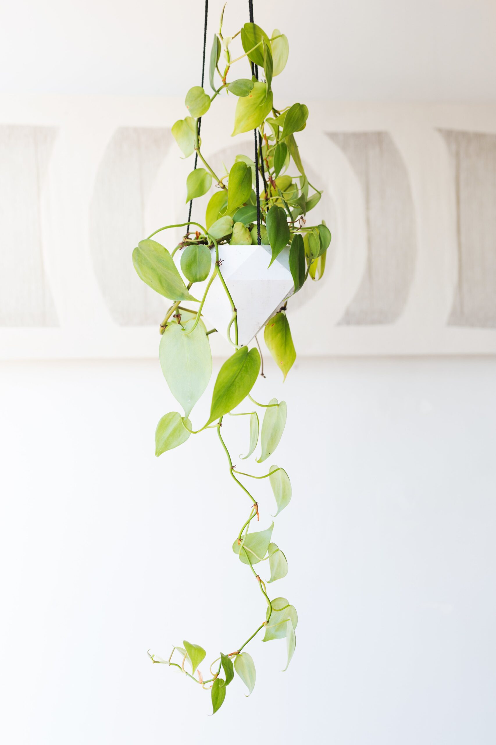 Devil's ivy is ideal for homes with not a lot of natural light