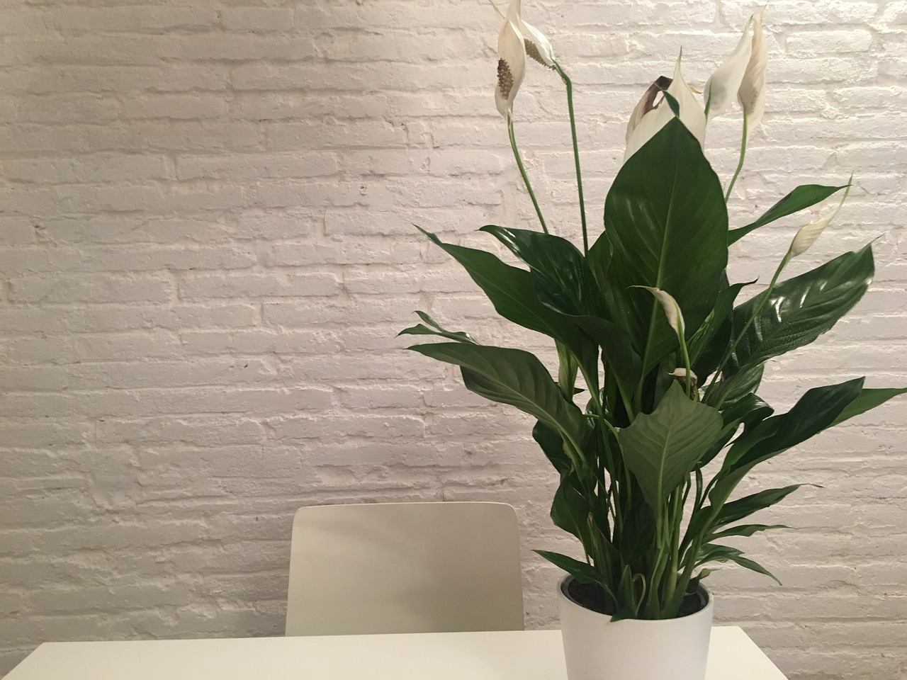 Add freshness and purity to your home with a peace lily