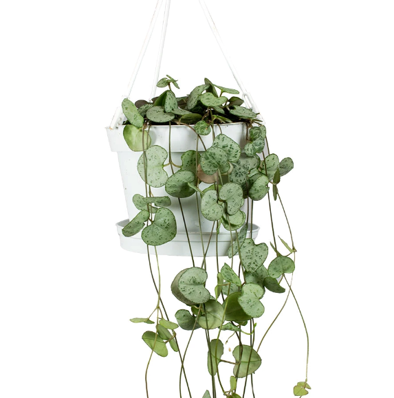 A string of hearts plant is a great gift for expressing sibling love in a stylish way! 