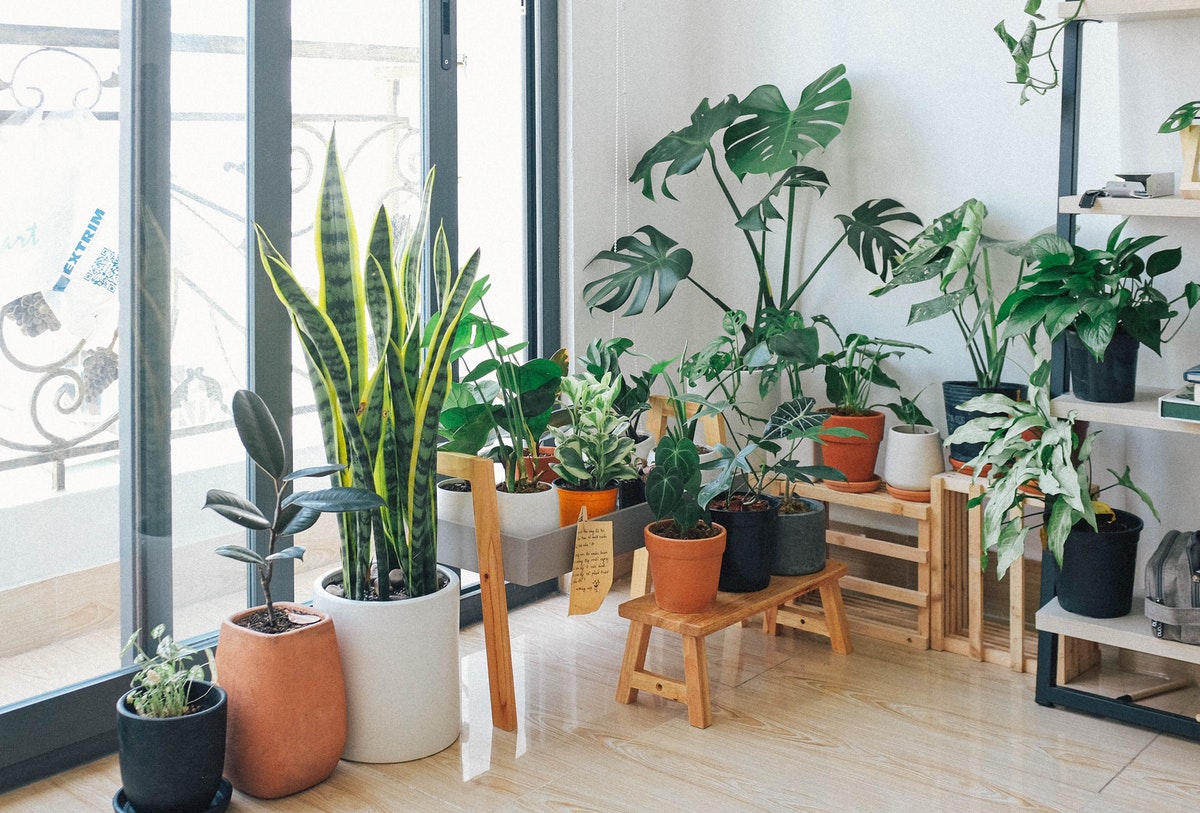 Caring for house plants is rewarding, especially if you pick easy house plants