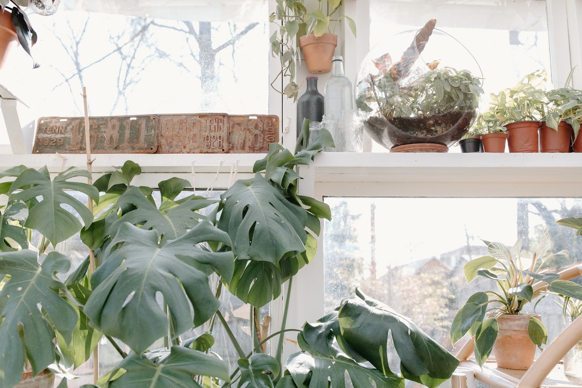 House plants can really brighten up your living space