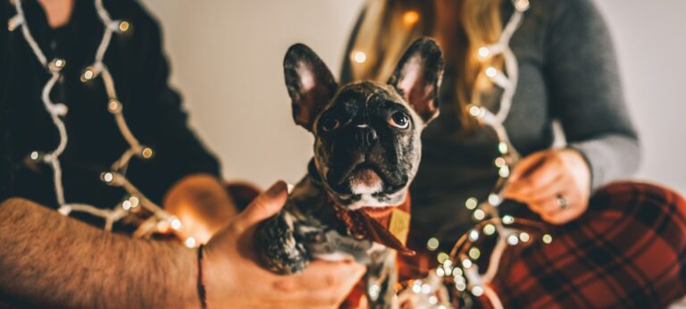 How to pet-proof your home at Christmas
