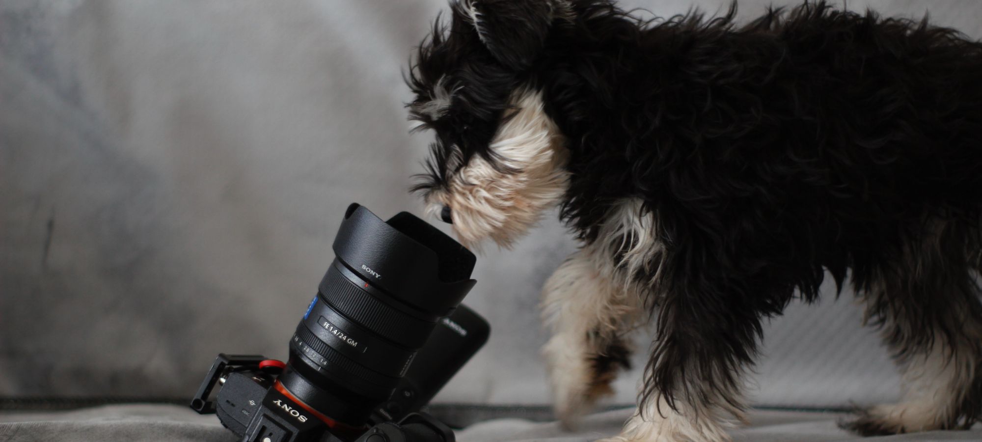 How to take a good photo of your pet
